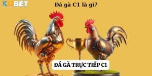 Đá gà trực tiếp C1 tại Kubet: Hòa mình trong sự hấp dẫn của trận chiến trên sàn đấu