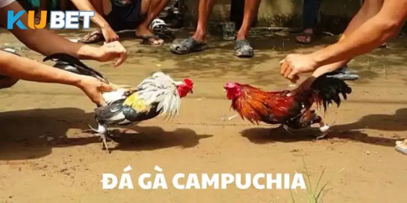 Giới thiệu hình thức đá gà Campuchia trực tuyến cho người chơi mới